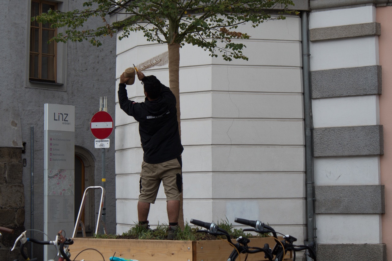 Heute.at - Hauptplatz-Linden bekommen Verband, das ist der Grund