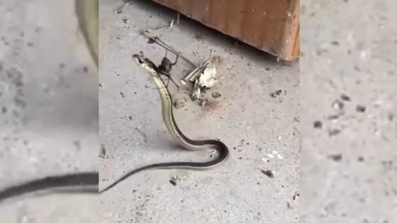 WTF? Hier geht eine Schlange einer Spinne ins Netz!