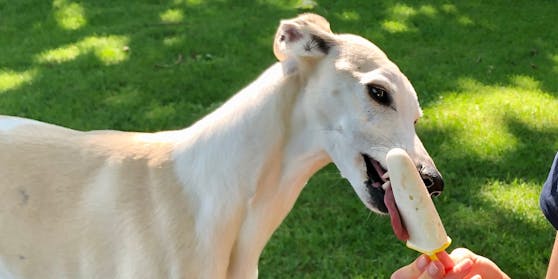 Es gibt jedoch spezielles Hunde-Eis, das unsere Vierbeiner genießen dürfen.