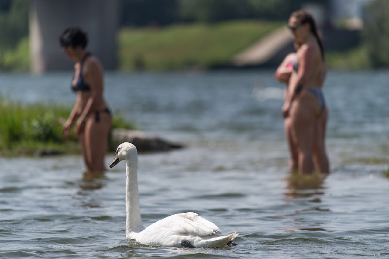 Heute.at - Fäkalien! Schwäne am Attersee machen Badegäste krank