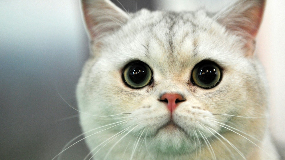 Zum Weltkatzentag stellen wir euch die beliebtesten Katzennamen vor.