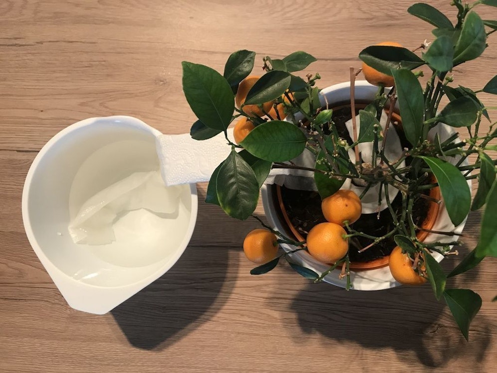 Mit diesen Tricks müssen unsere Pflanzen während des Urlaubs nicht verdursten.