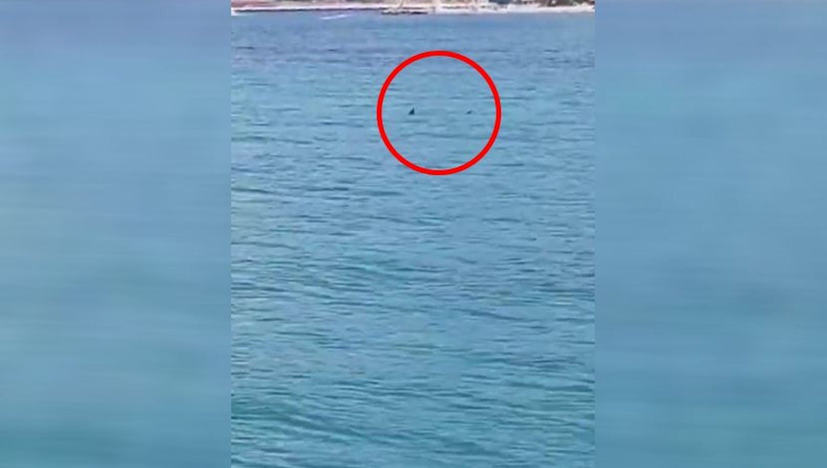 Wieder Hai- und Wal-Alarm in der Adria