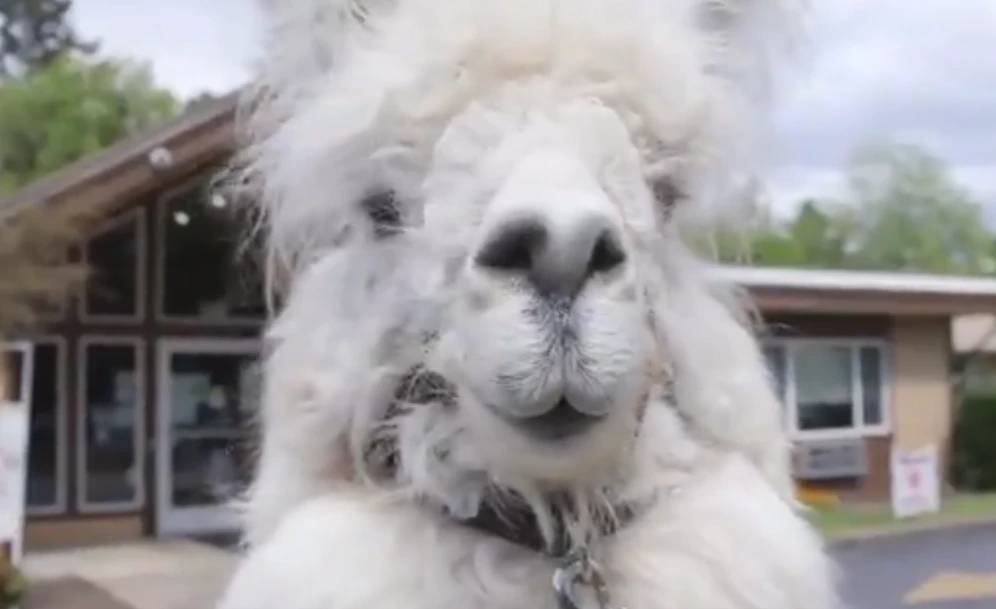 Gestatten: Caesar, the No Drama Lama.