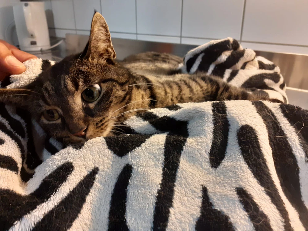 Katze 