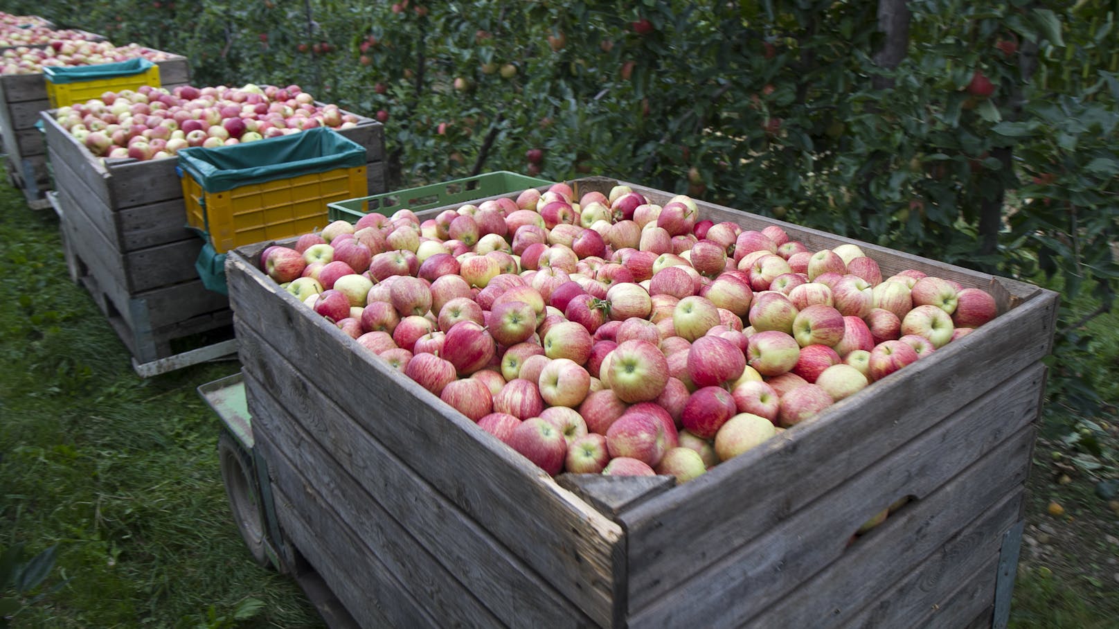 Der steirische Obstbauer hatte sämtliche Papiere gefälscht (Symbolbild).