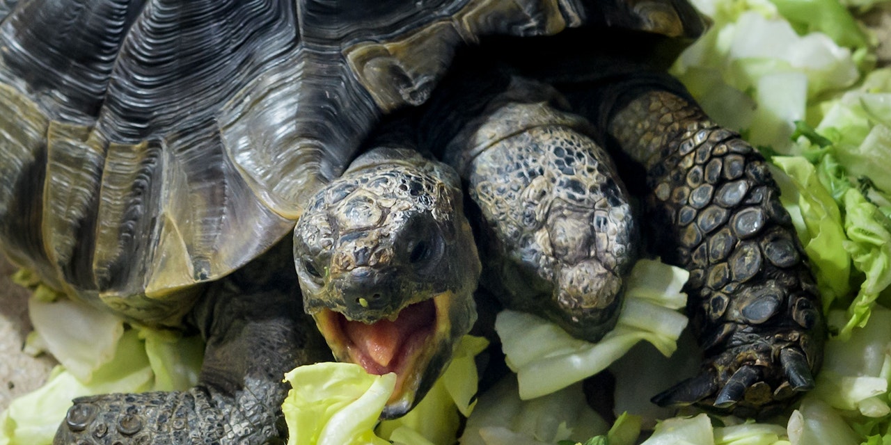 Zweiköpfige Schildkröte wickelt Besucher um den Finger ...