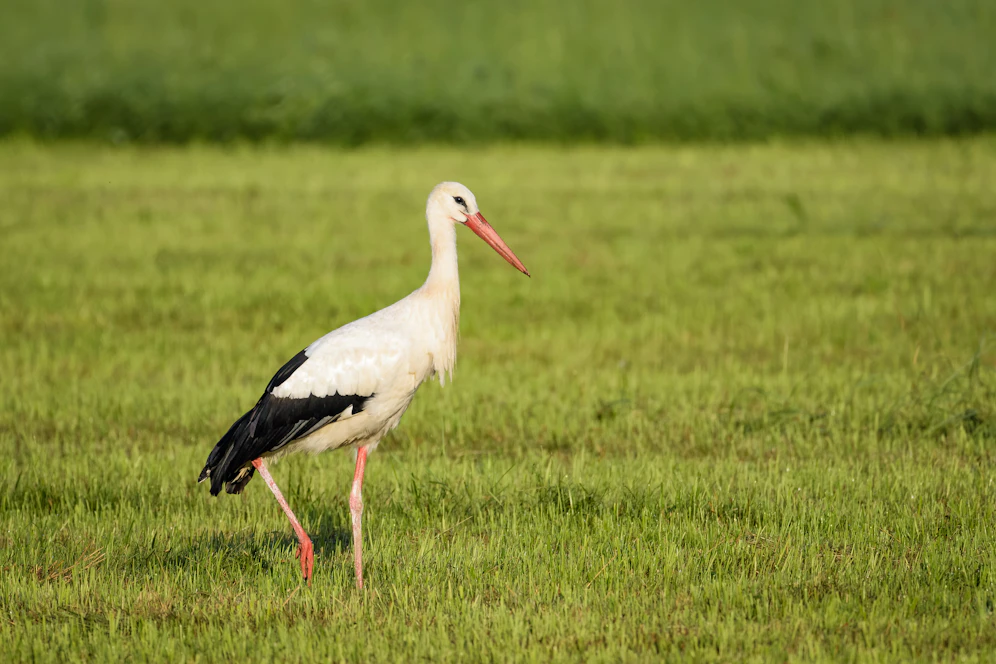 Der Storch wird nun in Haringsee aufgepäppelt.