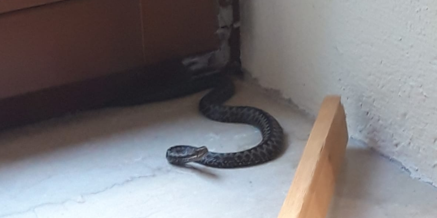 Die Schlange noch im Wohnhaus