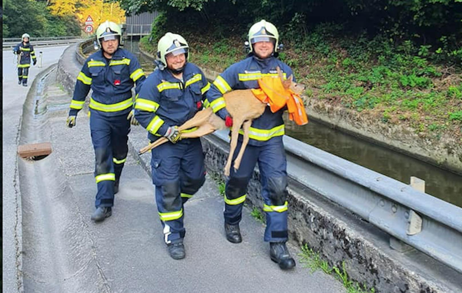 Feuerwehrmänner retteten das Reh aus dem Wehrkanal