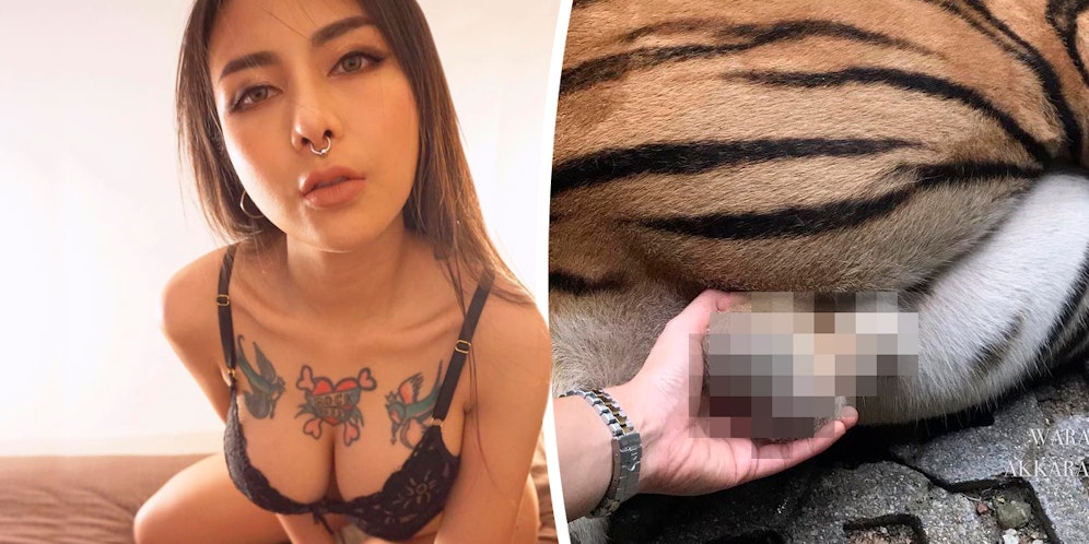 Waraschaya Akkarachaiyapas soll die mächtige Raubkatze unsittlich berührt haben.