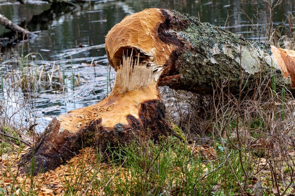 Der Landwirt wurde von einem 24 Meter hohen Baum erschlagen.