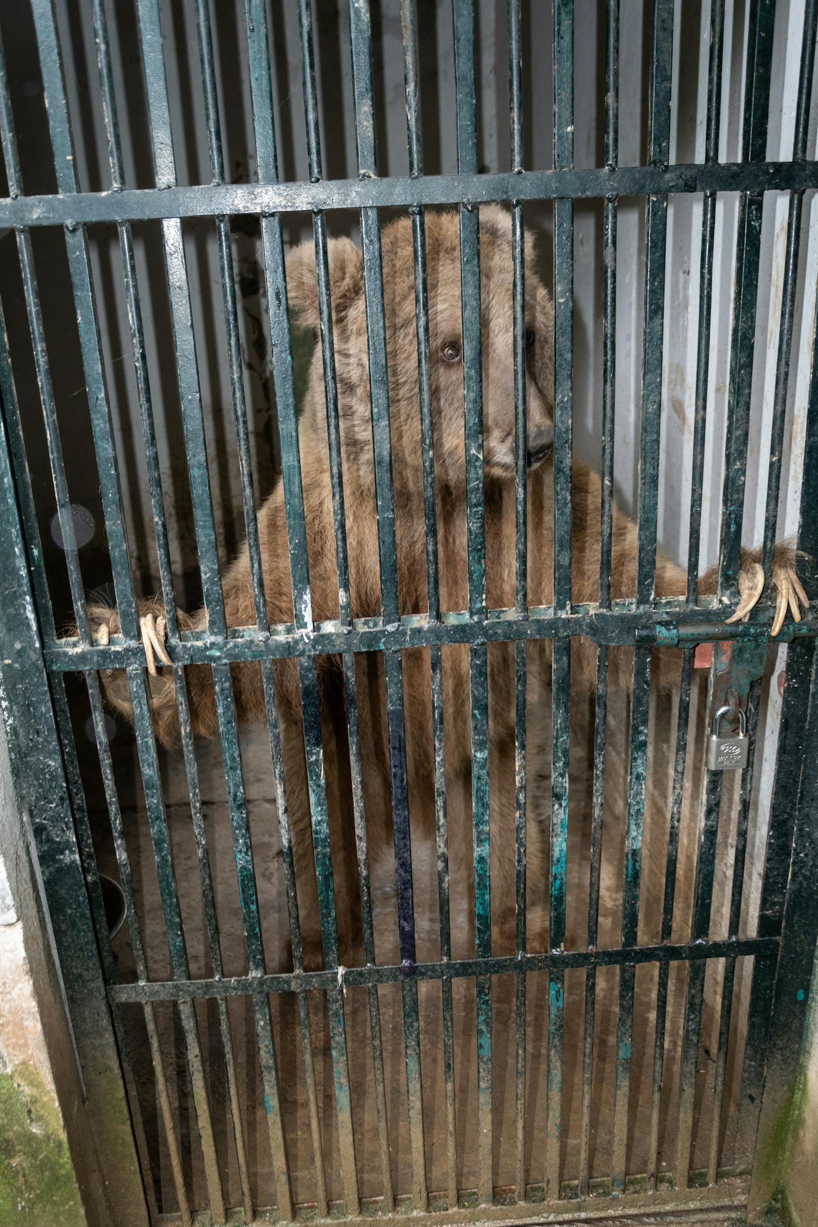 In den vergangenen vier Jahren sind über zwei Dutzend Tiere im Marghazar Zoo verstorben, darunter auch sechs Löwenwelpen. <br>