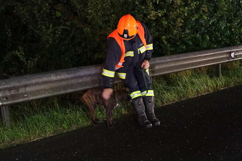 Ein Feuerwehrmann kümmert sich um den kleinen Vierbeiner.