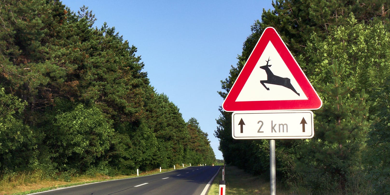 Symbolfoto eines Straße mit Wildwechsel