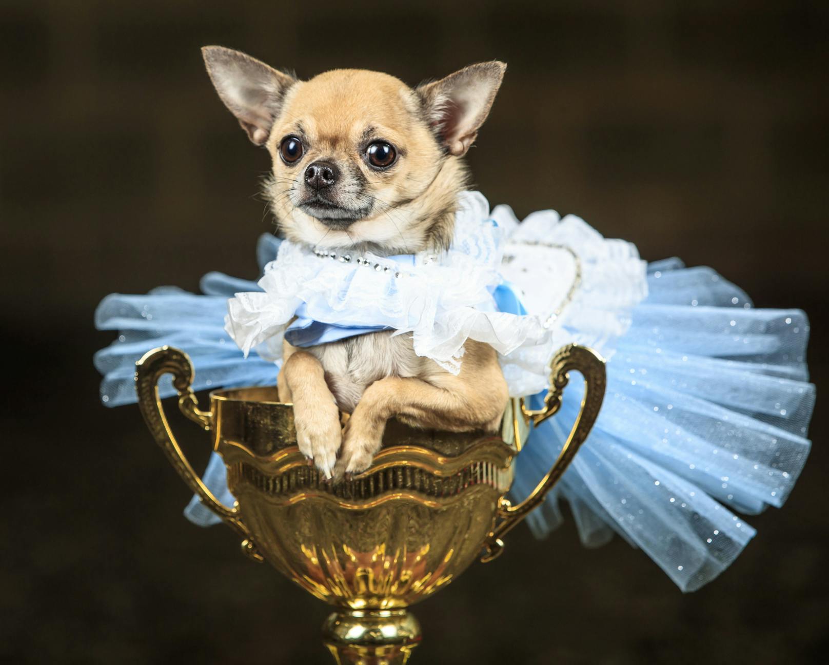 Chihuahua Dolly als Alice im Wunderland<br>