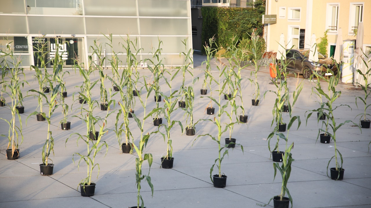 Heute.at - Diese Maispflanzen gehen auf soziale Distanz