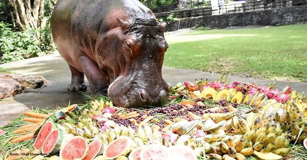 Gerade ist die älteste Nilpferd-Dame Thailands 55 Jahre alt geworden. Alles Gute Mae Mali!