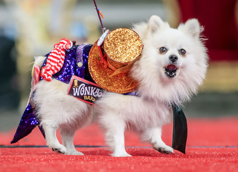 Etwas befremdlich vielleicht, der Hunde-Festzug in England<br>