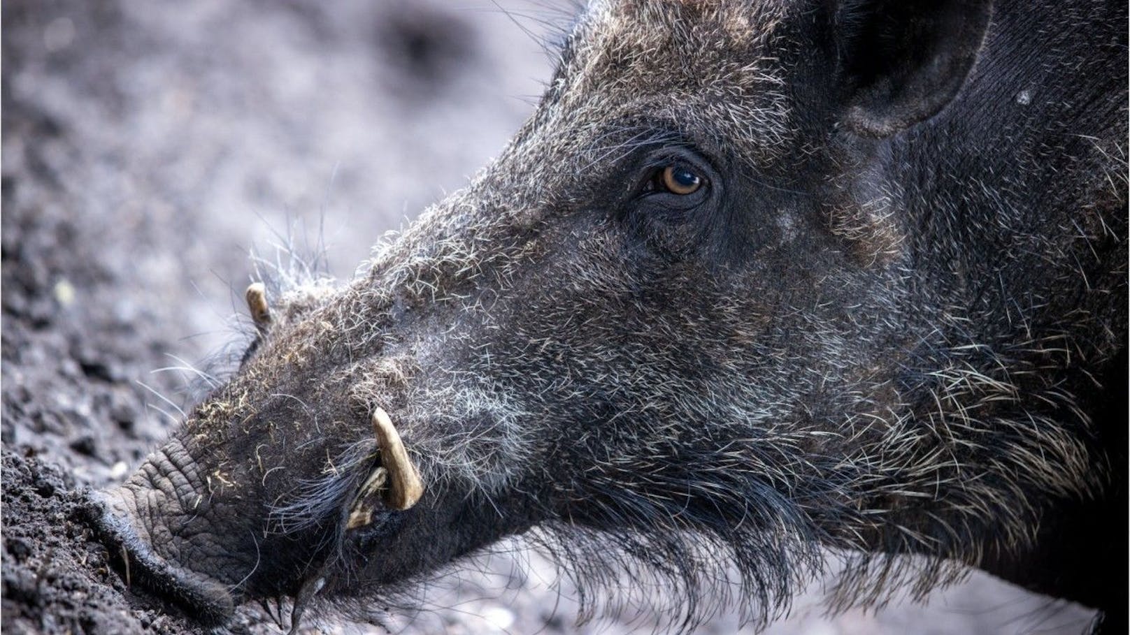 In Deutschland wurde ein verdächtiger Wildschwein-Kadaver gefunden.