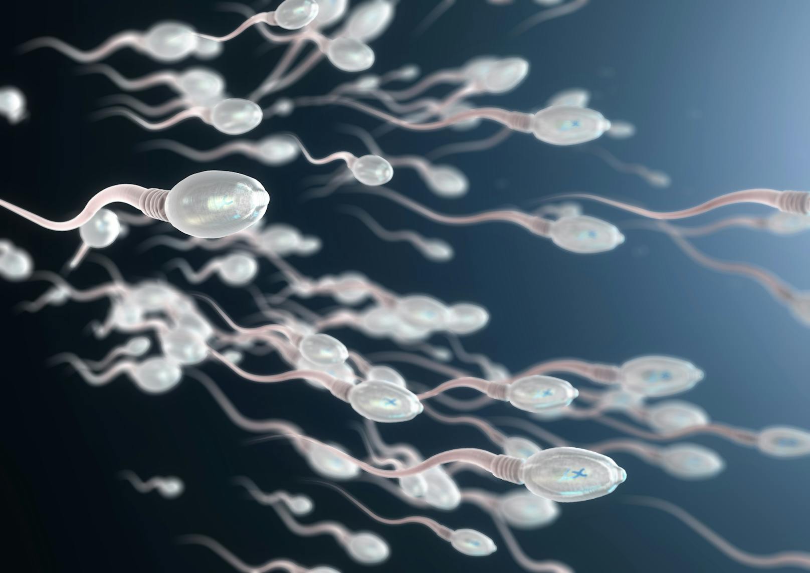 Eine neue Studie stellt den Zusammenhang einer Coronavirus-Erkrankung und der Spermien-Produktion in den Fokus.