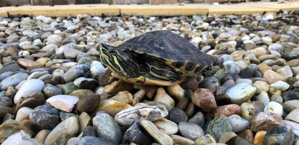 Station versorgt Schildkröten