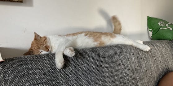 Kater Henry muss nun Schlaf nachholen.