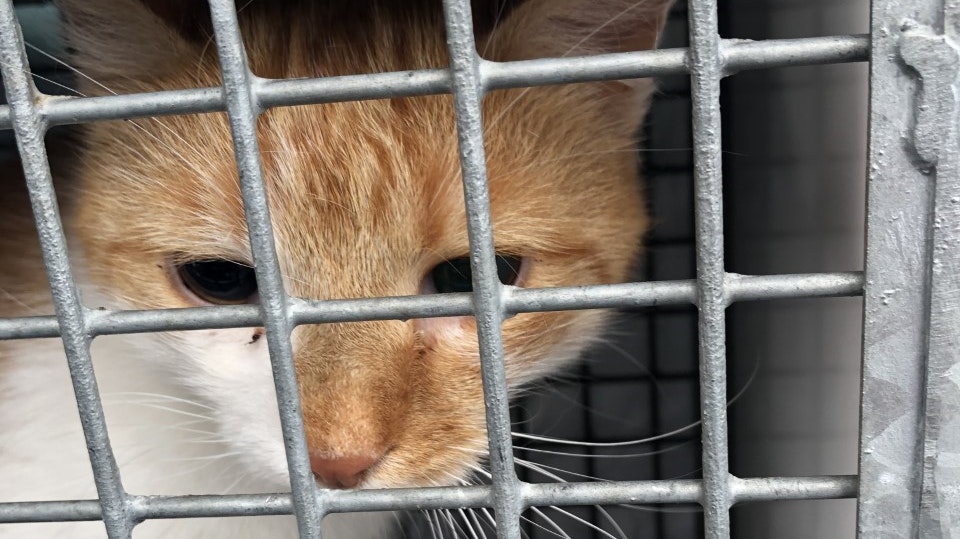 Kater Henry nach Fund 