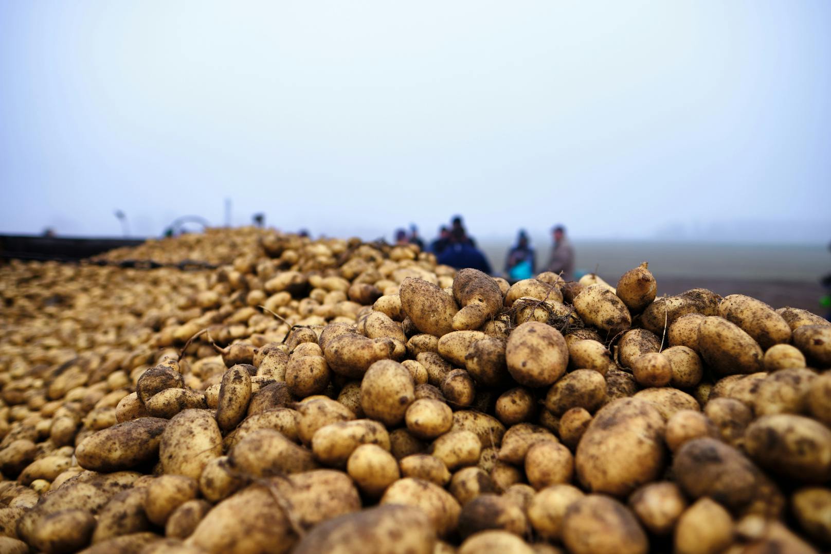 Symbolbild einer Kartoffelernte