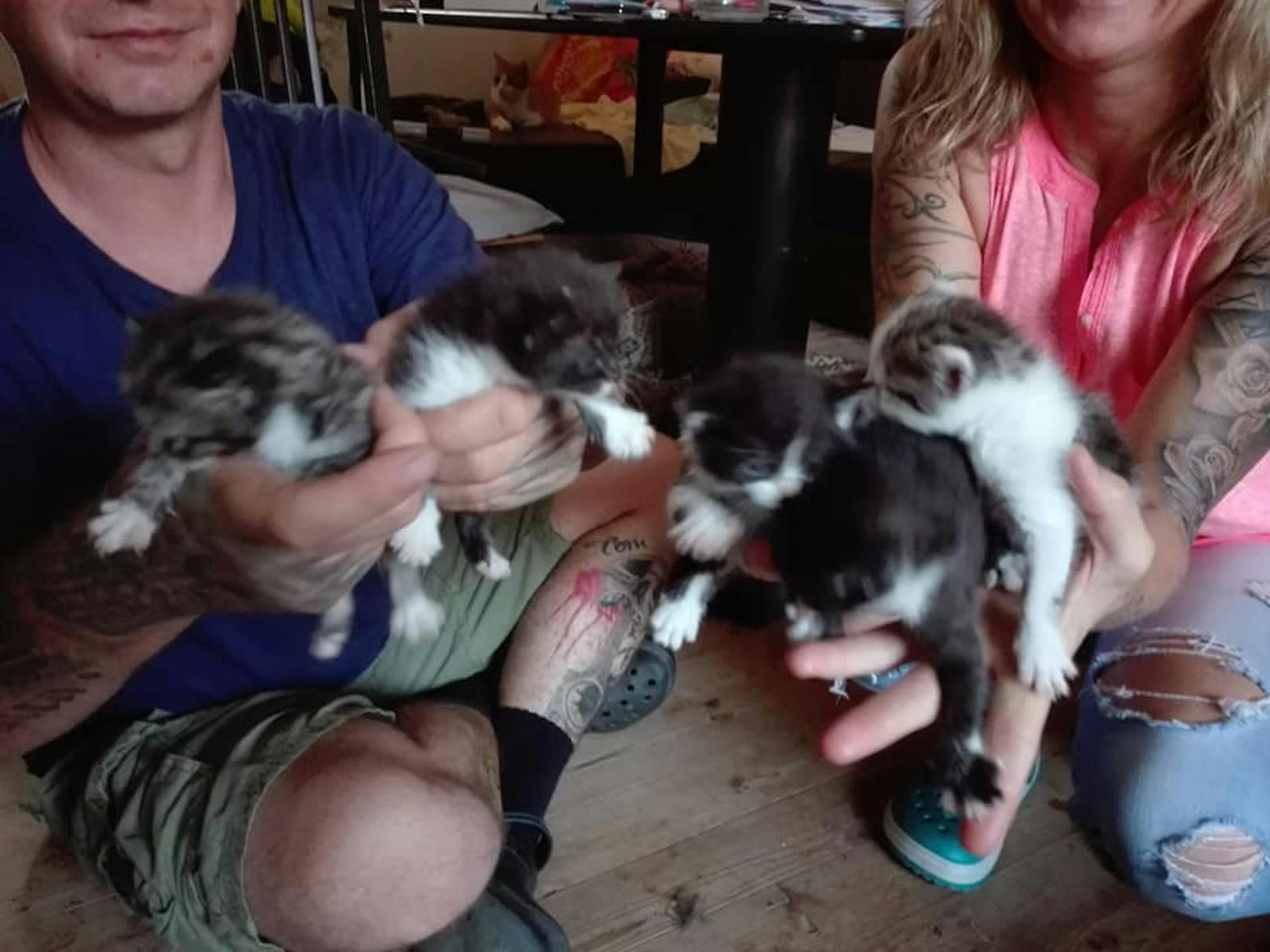 Bei der Tierrettung sind am Wochenende fünf neue Kätzchen angekommen. Ihre Mama ist von einem Auto überfahren worden.