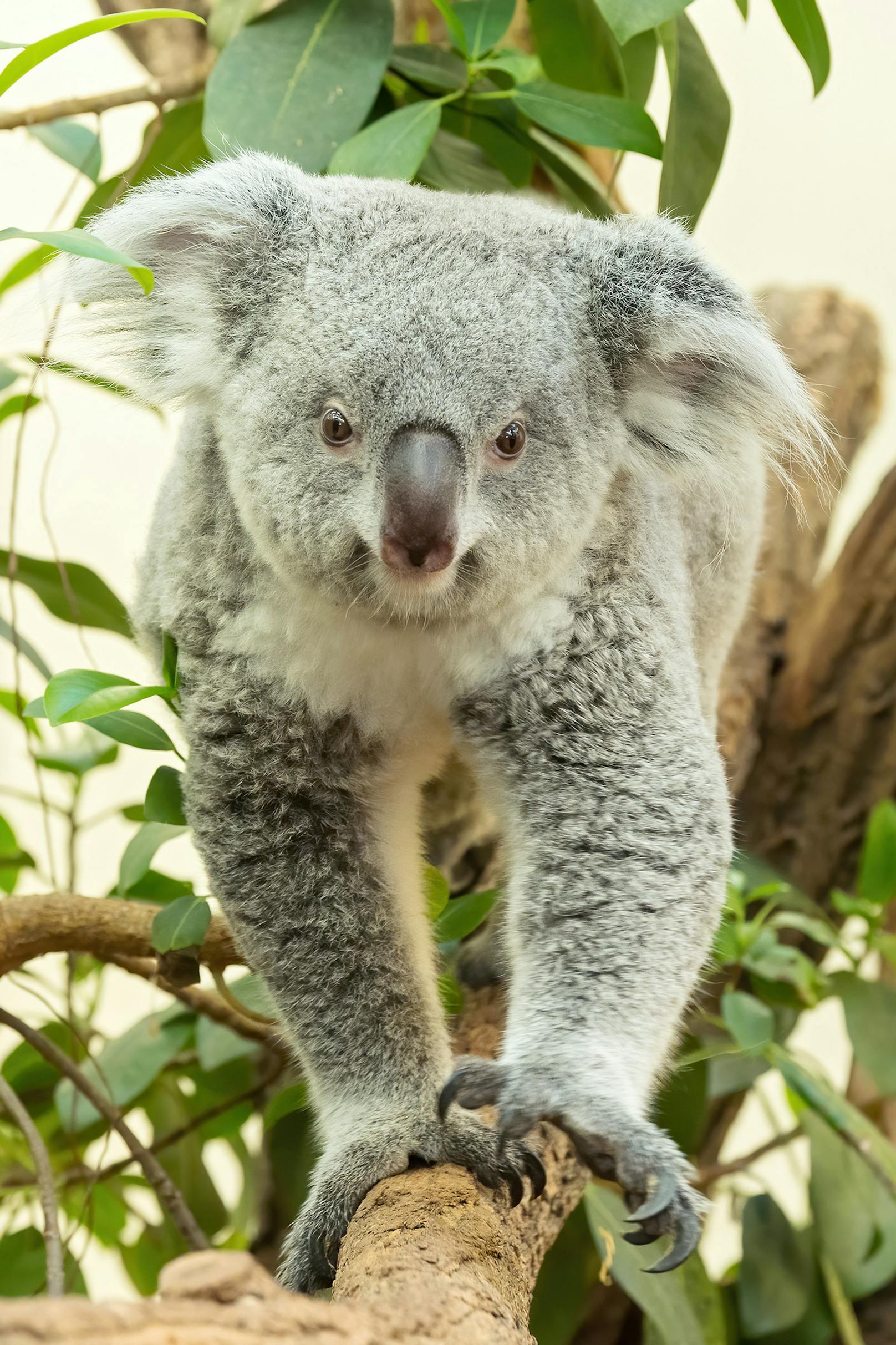 Der Tiergarten Schönbrunn freut sich darauf bald einen ersten Koala-Nachwuchs zu begrüßen.<br>