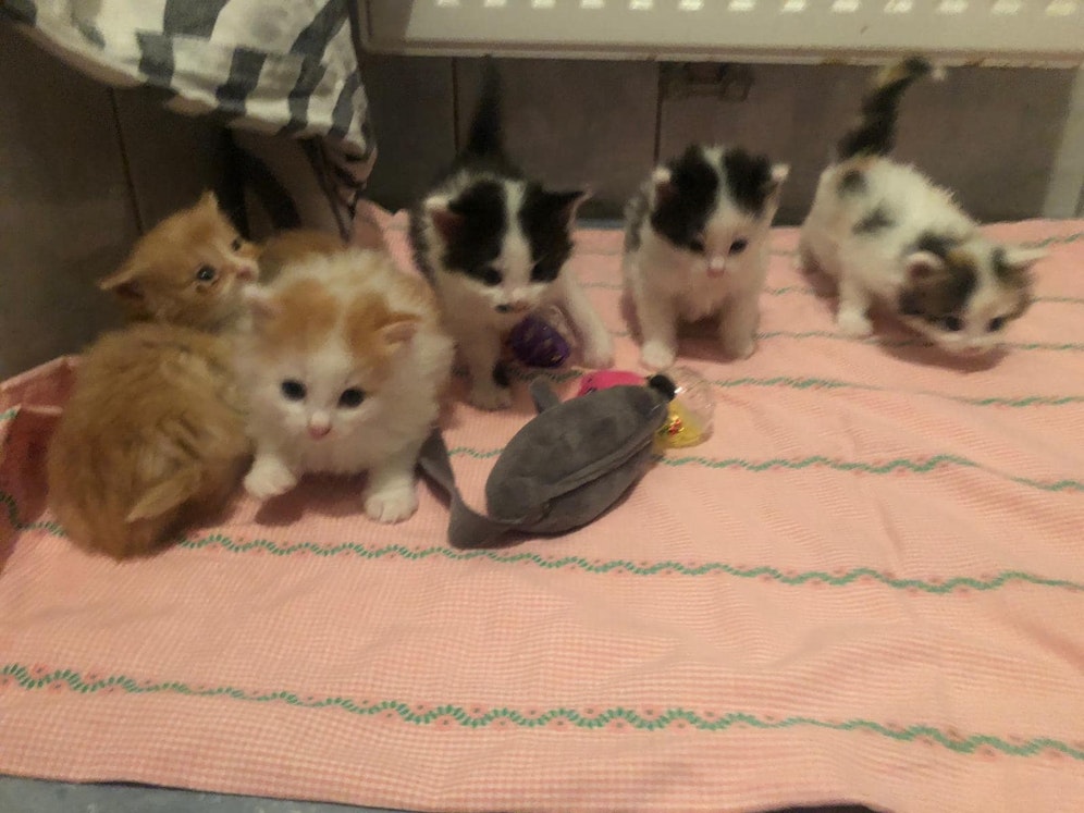 Im Tierheim Freistadt müssen derzeit 40 Katzenbabys versorgt werden.