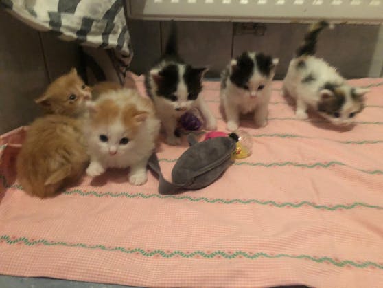 Im Tierheim Freistadt müssen derzeit 40 Katzenbabys versorgt werden.
