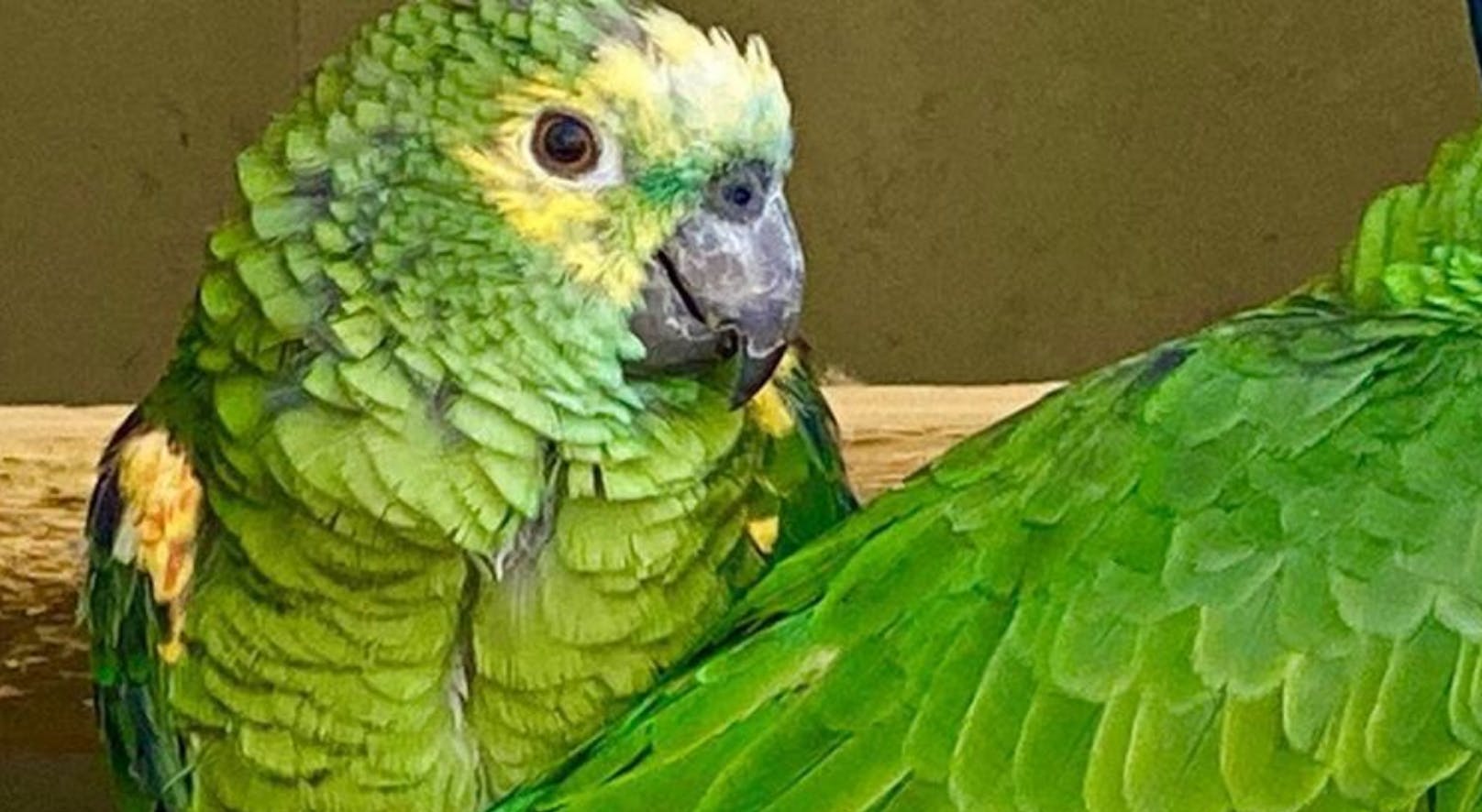Der Papagei "Chico" 