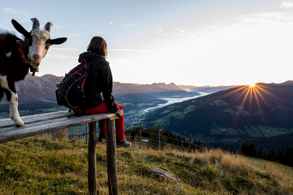 Den Sonnenaufgang auf der Hochwurzen genießen auch Ziegenböcke 