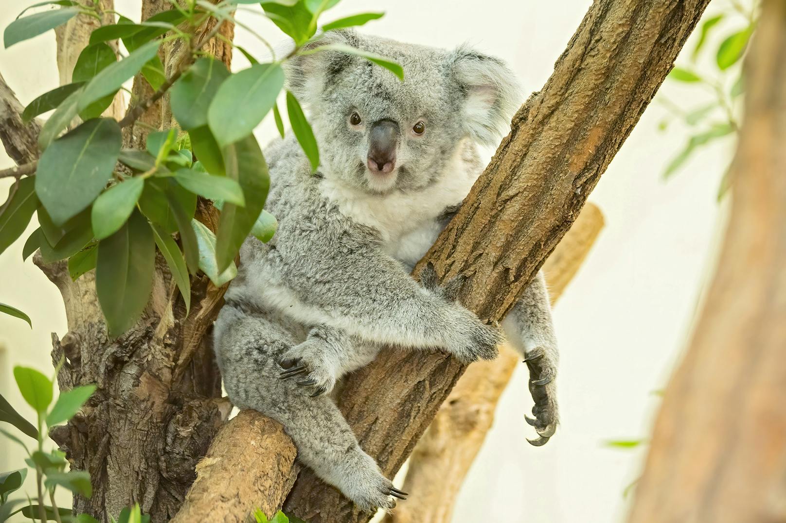 In Bunjis Beutel befindet sich ein kleines Koala-Exemplar. Koalas verbringen etwa ein halbes Jahr im Beutel, bis sie ihn verlassen. 