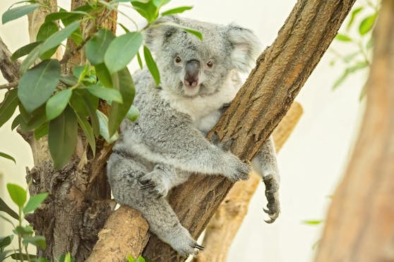 In Bunjis Beutel befindet sich ein kleines Koala-Exemplar. Koalas verbringen etwa ein halbes Jahr im Beutel, bis sie ihn verlassen.
