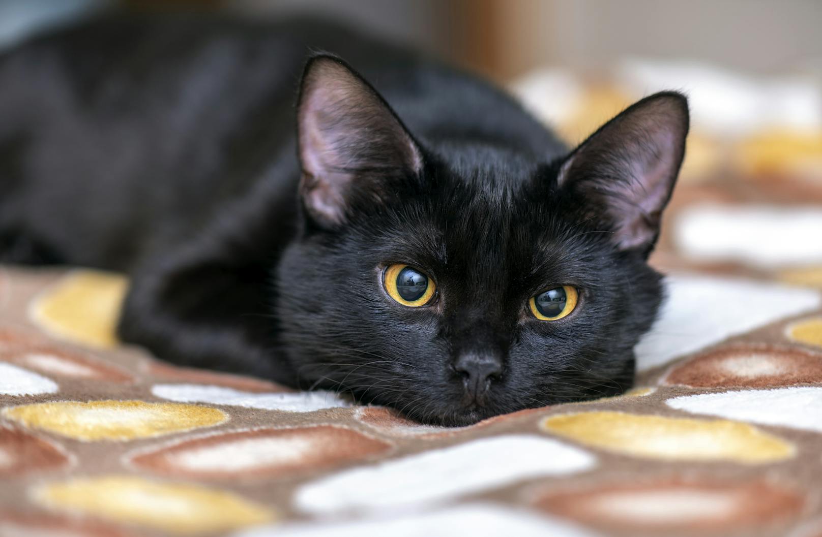 Der deutsche Tierschutzbund möchte darauf aufmerksam machen, dass es ein ungleiches Verhältnis bei der Vermittlung von schwarzen Katzen gegenüber andersfarbigen gibt. 