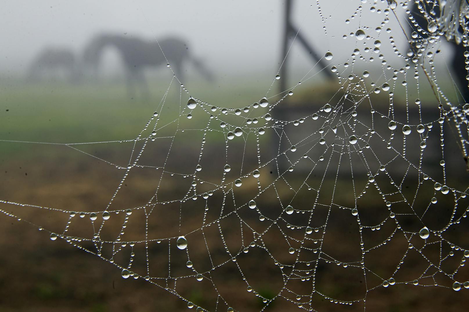 Ein Spinnennetz mit Tautropfen vor einer Pferdekoppel