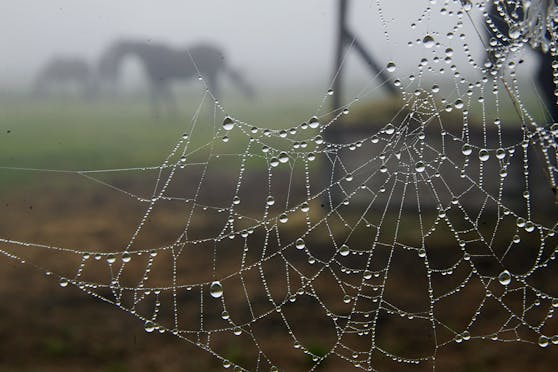Ein Spinnennetz mit Tautropfen vor einer Pferdekoppel