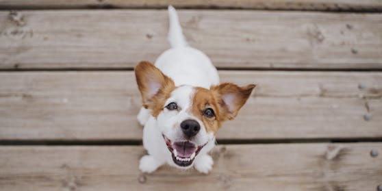 Hunde boomen – erzeugen aber auch ganz schön CO2.