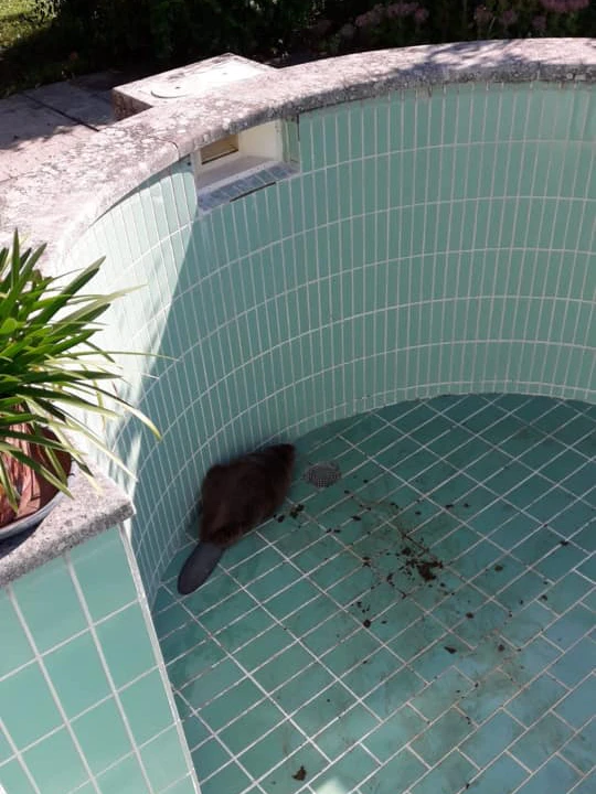 Der Biber im leeren Pool