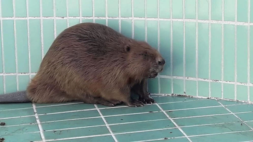 Der Biber im leeren Pool