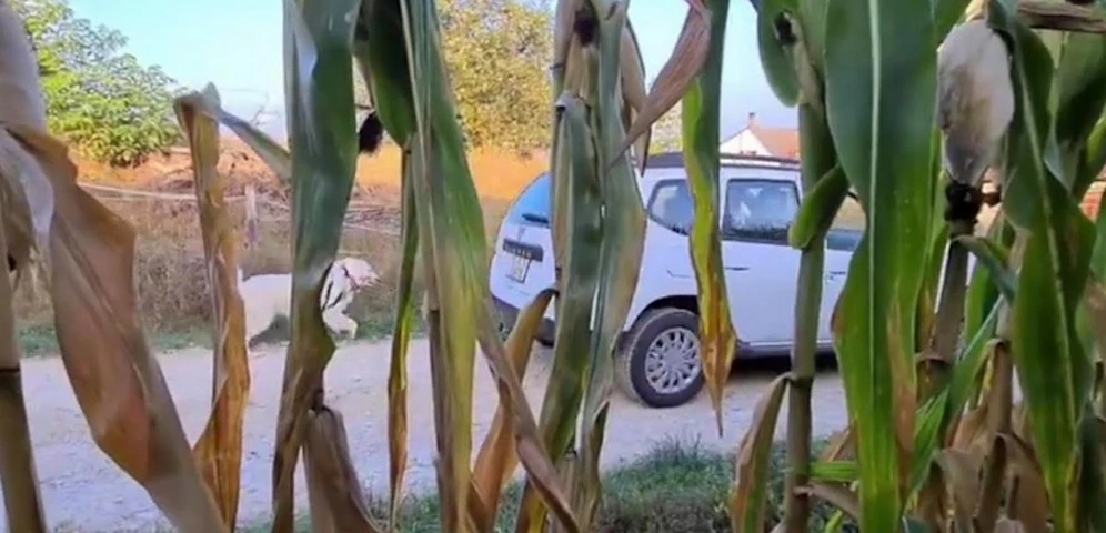 Mit geringem Tempo und kurzer Leine fährt der Wagen auf der Straße, der Hund muss mitrennen.<br>