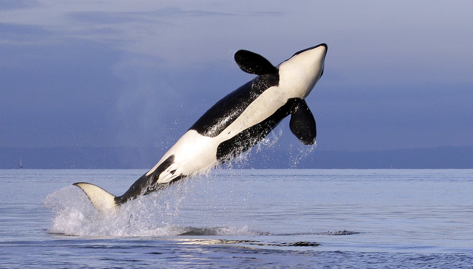 Orcas sind die größten Vertreter der Delfine und können bis zu 9,8 m lang werden.