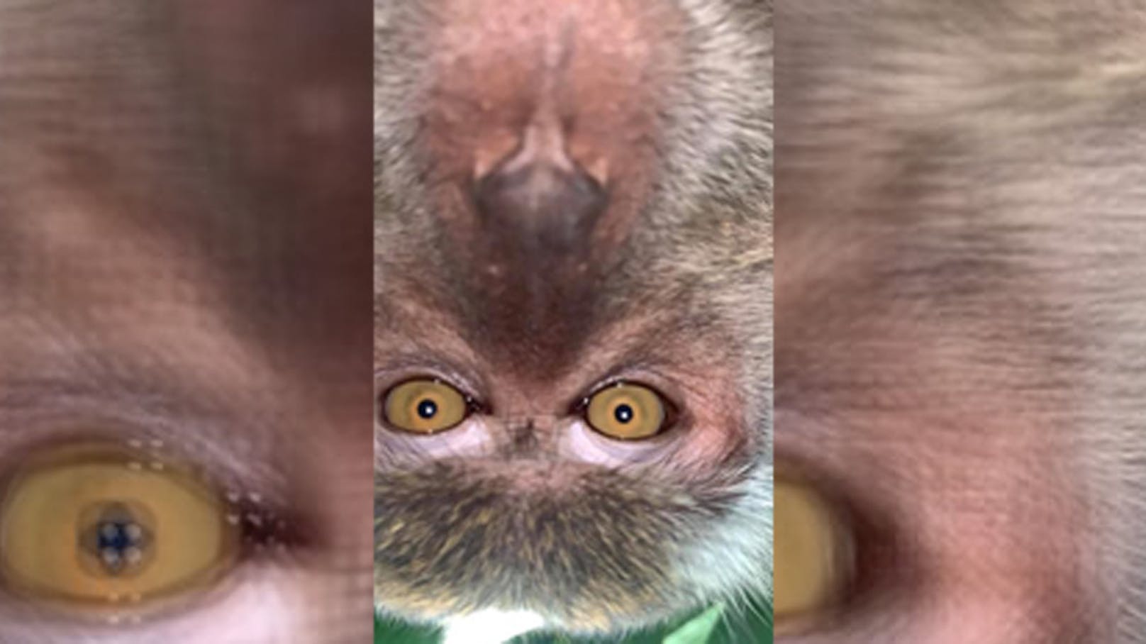 Ein Affe hat sich der Selfie-Kultur angenähert und auffällige Spuren auf einem geklauten Handy hinterlassen.