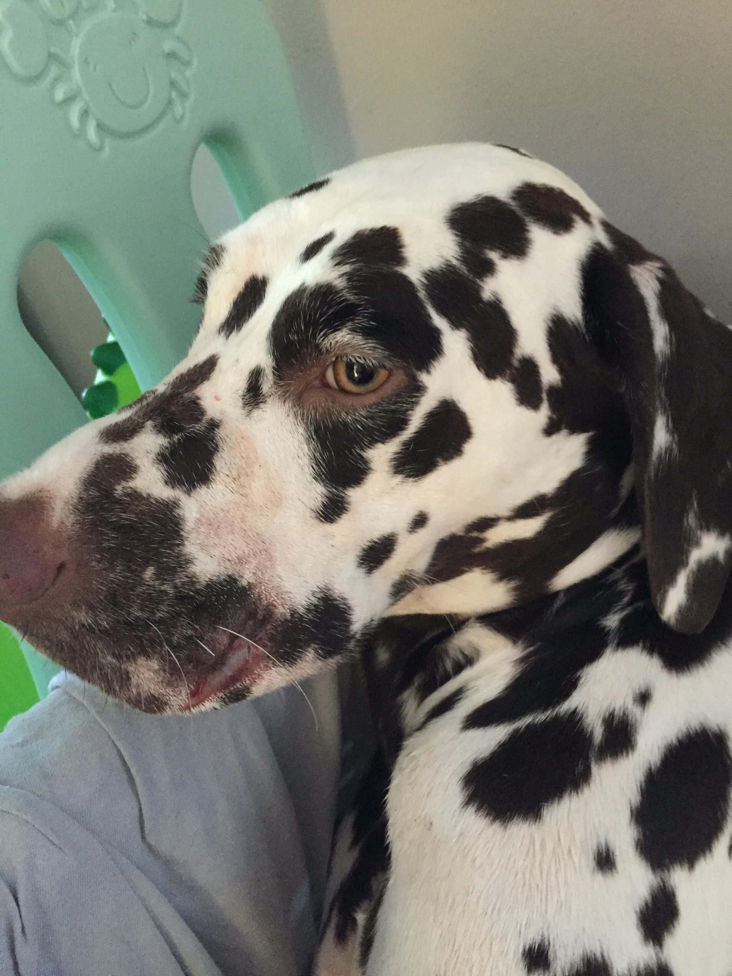 Der verletzte Hund nach der Behandlung.