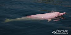 Corona bringt seltene rosa Delfine zurück nach Hongkong