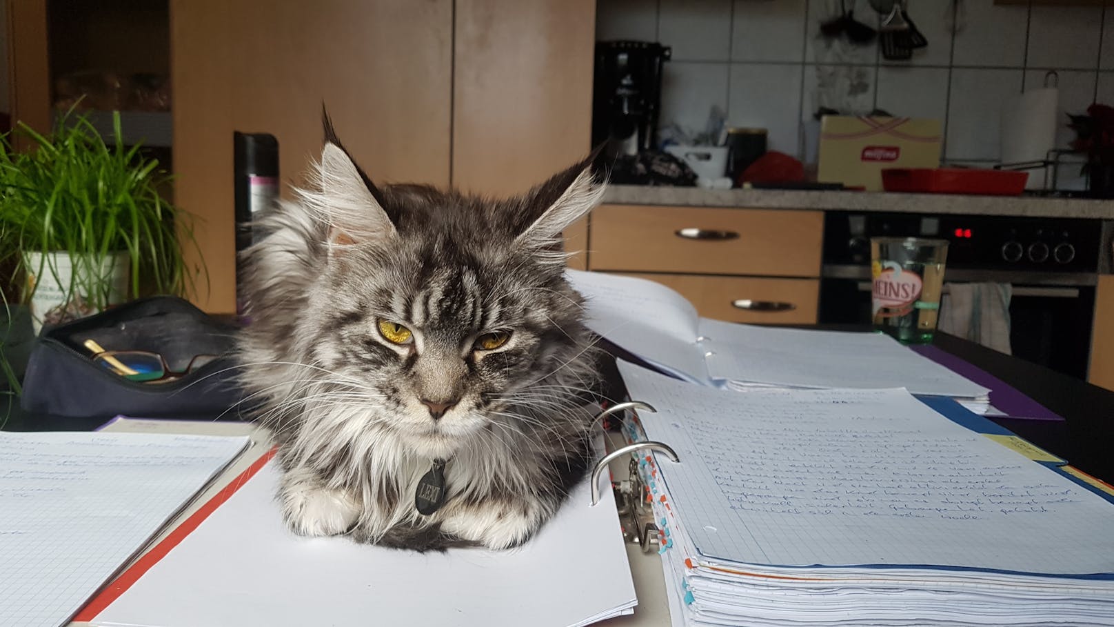 Katze beim Lernen