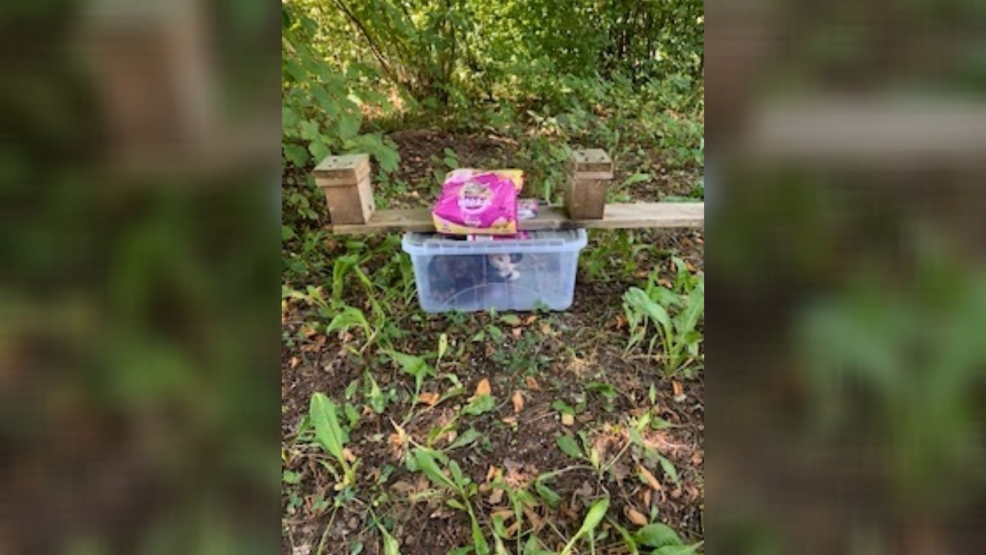 Die Katze wurde in einer Box ausgesetzt.